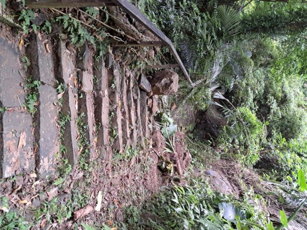 2026樟之細路：渡南，飛鳳,騎龍，茶亭，石山艮，獅山古道3115564