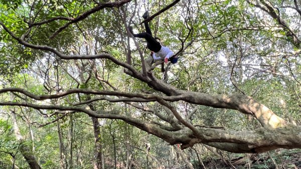 東勢大崙、東勢坑山、觀音湖山O走2986368