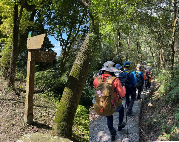 台北縱走第七段 訪獅球山 樟湖山 樟山 炮子林山3017460