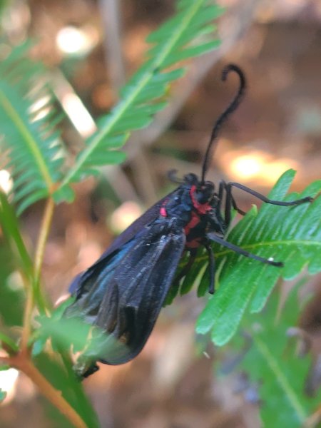 唐麻丹山 蝴蝶谷2918827