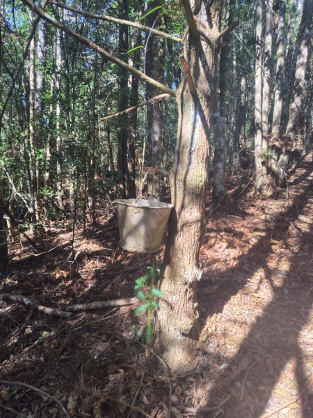 守關山南峰 守關山 守城大山2919144