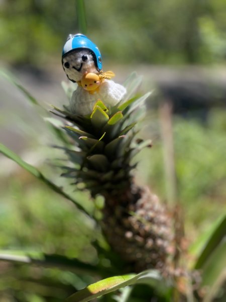 淡蘭古道北中南路全段共15段2567987