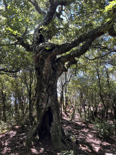 北得拉曼+內鳥嘴山遠眺大霸尖山2210190