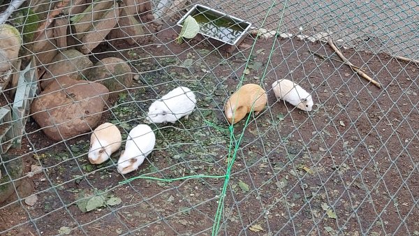 小百岳NO.5觀音山 牛港稜步道  硬漢嶺   楓櫃斗湖登山步道2090118