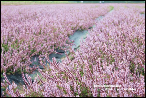 2019桃園仙草花節。紫色浪漫席捲楊梅752209