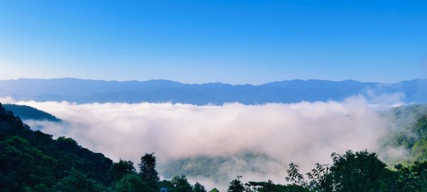 雲山水花鳥蝶-天龍國阿伯的日常 #艷紅鹿子百合 #大鳳蝶 #玉帶鳳蝶2863918