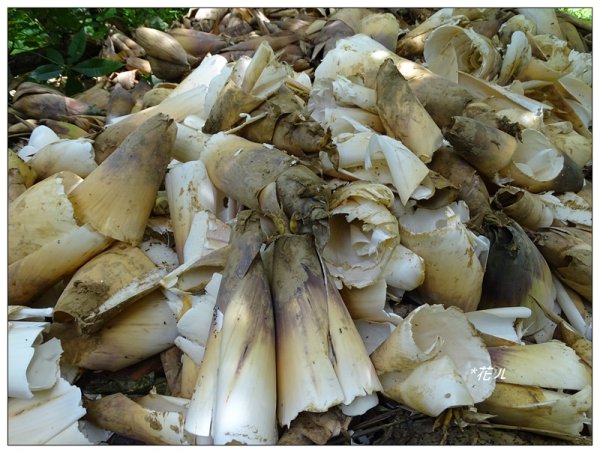 大坑/觀音山(小百岳)626911