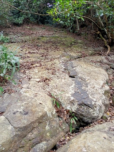 四訪苗栗的花果山-小百岳#037馬那邦山、雪霸國家公園管理處【小百岳集起來、苗栗-臺灣百大必訪步道】2394333