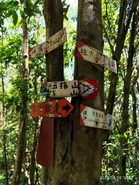 【臺北大縱走 4】大崙頭山北面步道→五指山古道→雙溪溝古道2874381