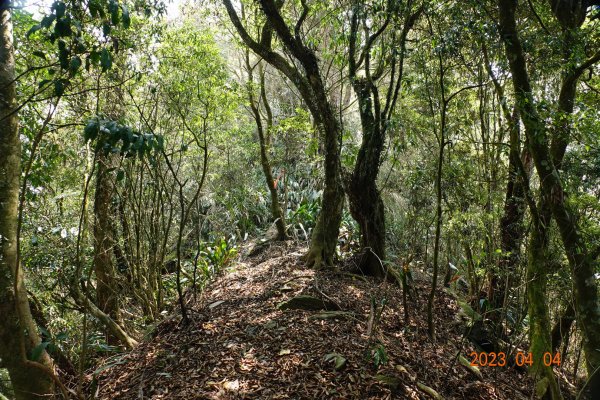 屏東 瑪家、泰武 真笠山、鱈葉根山、日湯真山2103130