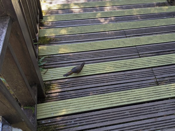 2025.09.28－太平山森林遊樂區2898780