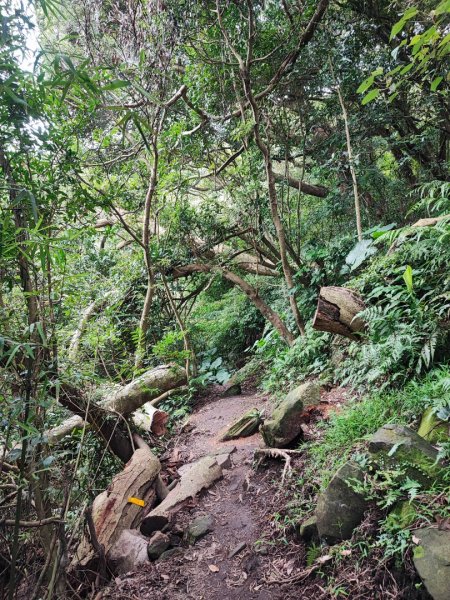 牛寮埔登山步道 - 2023觀音觀鷹尋寶任務2251340