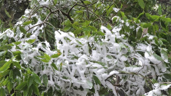 2021元旦瑞雪兆豐年內鳥嘴山追雪成功1222737