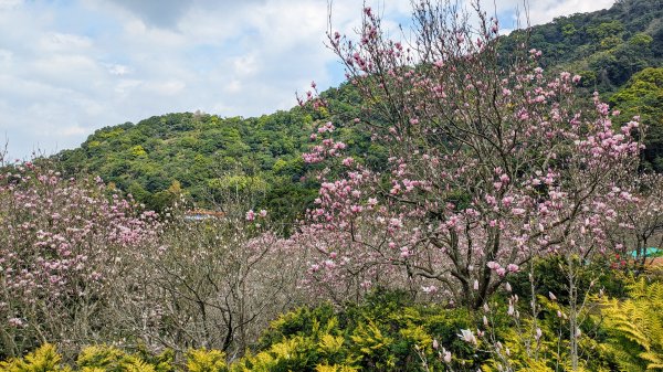 天元宮,楓樹湖,北新庄,淡水老街2430303
