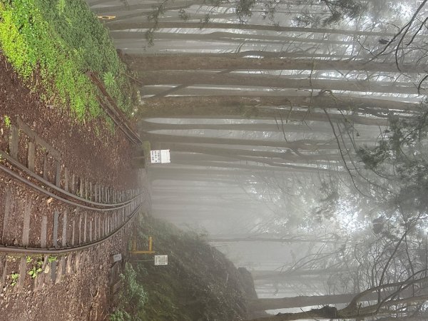 嘉義大凍山大塔山+紅毛埤山3067139