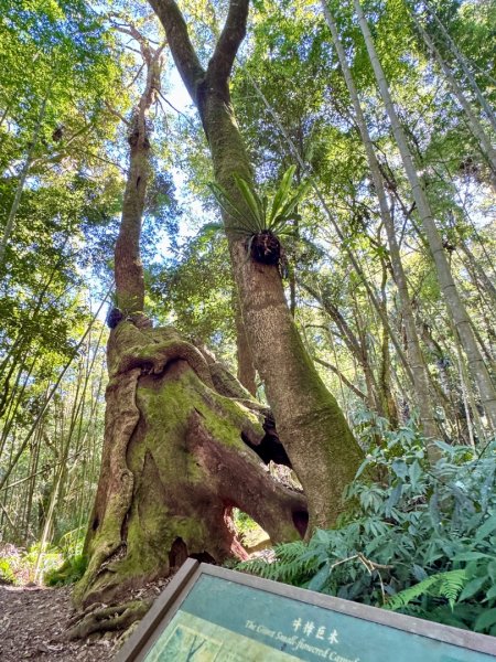 九穹神木 左訪嘉南雲峰 右到好望角看風景上石壁山(小百岳#55)2944785