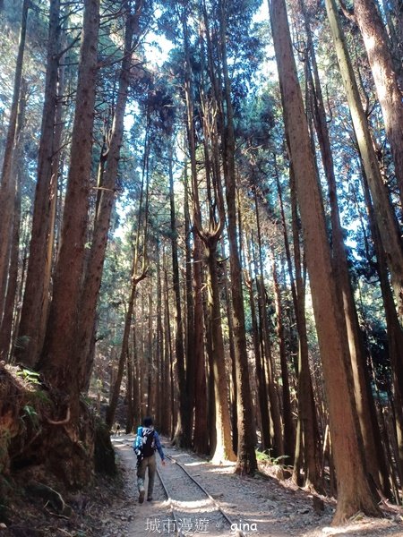 【嘉義阿里山鄉】遠離塵世走入山林芬多精。 特富野古道~自忠至特富野 (往返)2484551