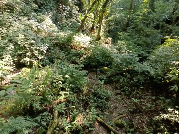 坪林區楣子寮尖+土地公遺址+火燒寮古道+枋山坑古道+枋山坑崙O型2985695