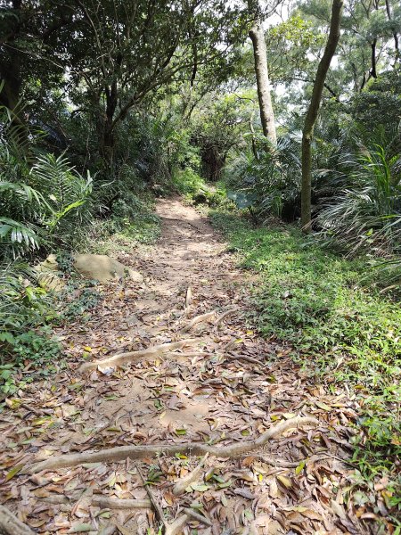 20260321大棟山系-百年大榕樹段3019063