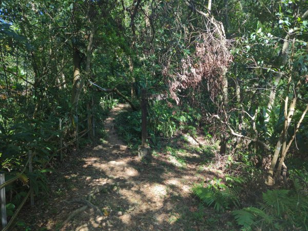 2025.10.18－微笑山線：【天上山系】望月亭桐花段2919573