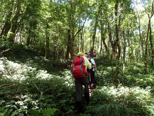 桃園復興區 低陸山 (鐵立庫山)157423