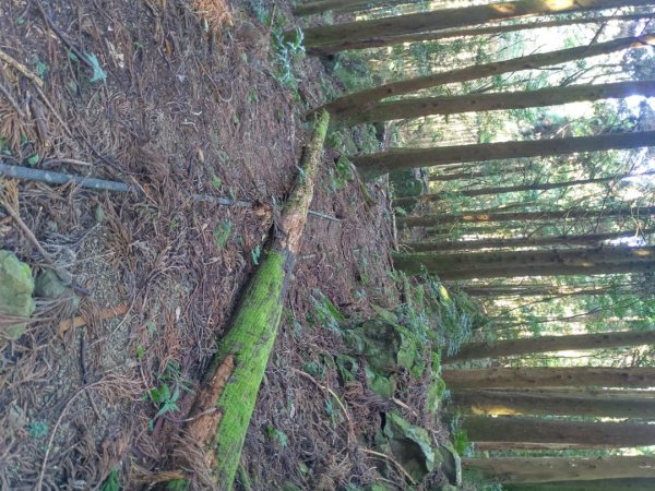 南庄加里山林業遺跡忘雨巖2026060