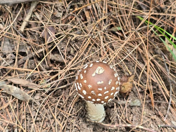 志佳陽大山（回程走高繞環山獵人登山步道）2542139