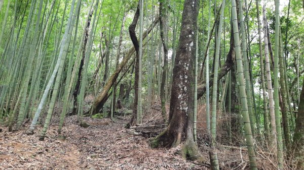 《雲林》望好望角｜石壁山嘉南雲峰步道(中側登山口）202506072805330