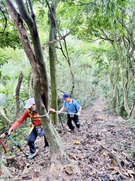 再訪八通關社寮古道登陳東坑山    2025.11.252946114