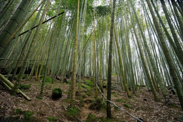 南投 鹿谷 溪頭山、竹崙山、志騰山2730632