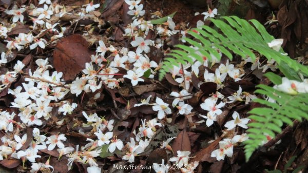《苗栗》桐花茶園｜四月雪小徑登慈濟山三義山202504272771213