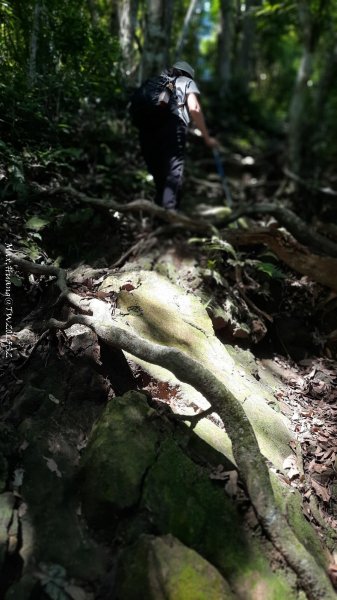 《新竹》沒那簡單｜關西赤柯山東獅頭山步道O繞202506152813519