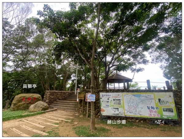 樟普寮山、藤山步道、微熱山丘3107226