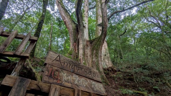 鎮西堡巨木步道群 (B區)2861173