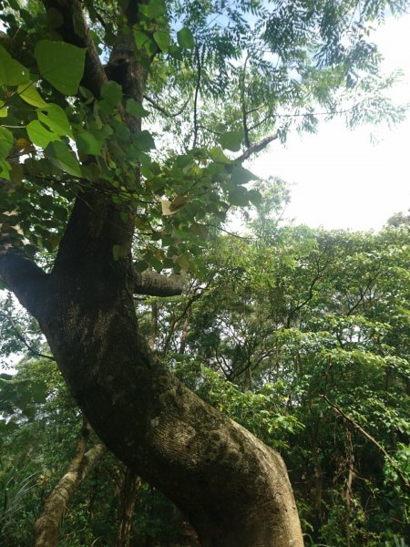 桐林花廊、北坑溪、樟樹林步道-奧山599610