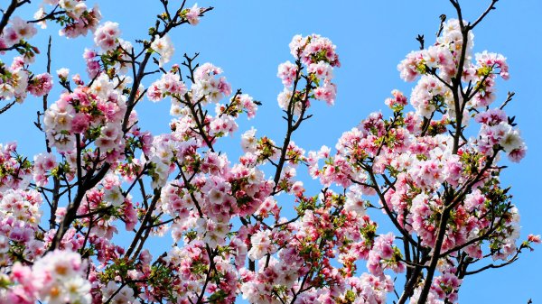 十八份拐圳,陽峰古道,花鐘3017699