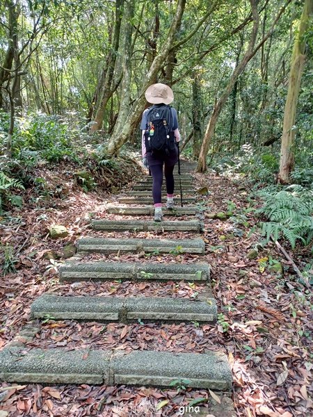 【苗栗大湖】步道多行走在舒適的綠蔭中。 No36小百岳~關刀山步道(出關古道關聖段)2528139