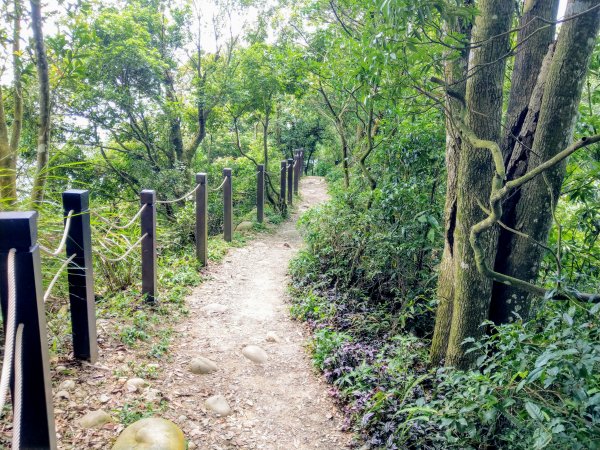 頭嵙山(小百岳#41)大坑4,5,1步道1003710