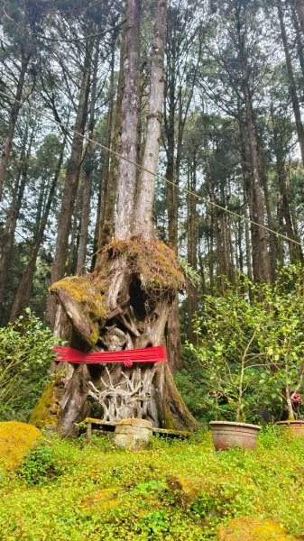 神阿縱走~台灣難抵極~大塔山2971522