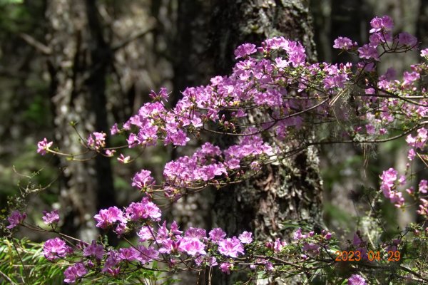 南投 仁愛 武法奈尾山2133741