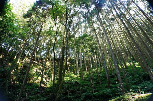 苗栗 南庄 紅毛山、無名山、大坪山2943107