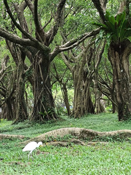 大安森林公園、大港墘公園【走路趣尋寶】【臺北健走趣】2581467