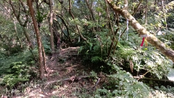 平溪區東勢格古道-咸豐嶺烽火台-峭壁雄峰-三抱竹鞍-白石後仙洞-東勢格古道P字走3126884