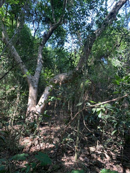 20251122高雄竹山口山2945309