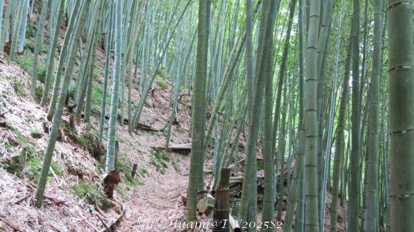 《台中》優美稜線｜橫嶺山自然步道（大雪山社區南登山口）202505312800270