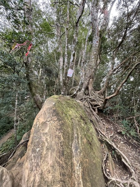 喜遇水晶蘭及翹距根結蘭-北得拉曼巨木步道11103101636064