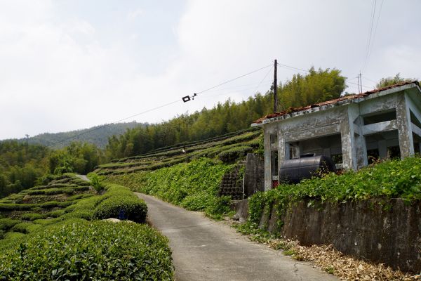 飽覽茶園風光~挑筍古道&大尖山步道299346