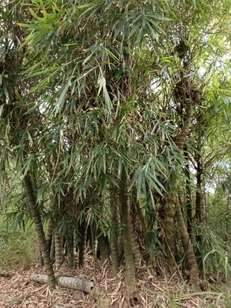 造橋鄉口山步道(老庄山+菜瓜窩山+造橋口山)2933697