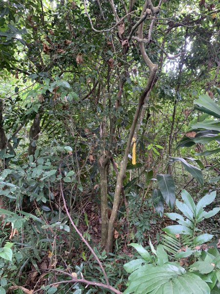 20251024台南邦埤山-三崁山2925691