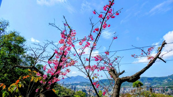 《蝶戀花・善光寺禪門櫻花》2709764